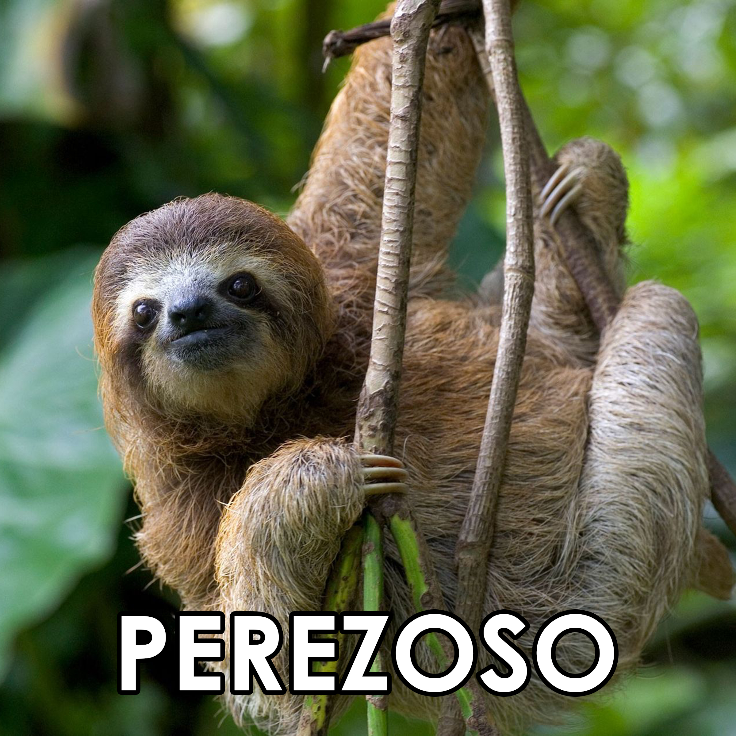 01 Perezoso