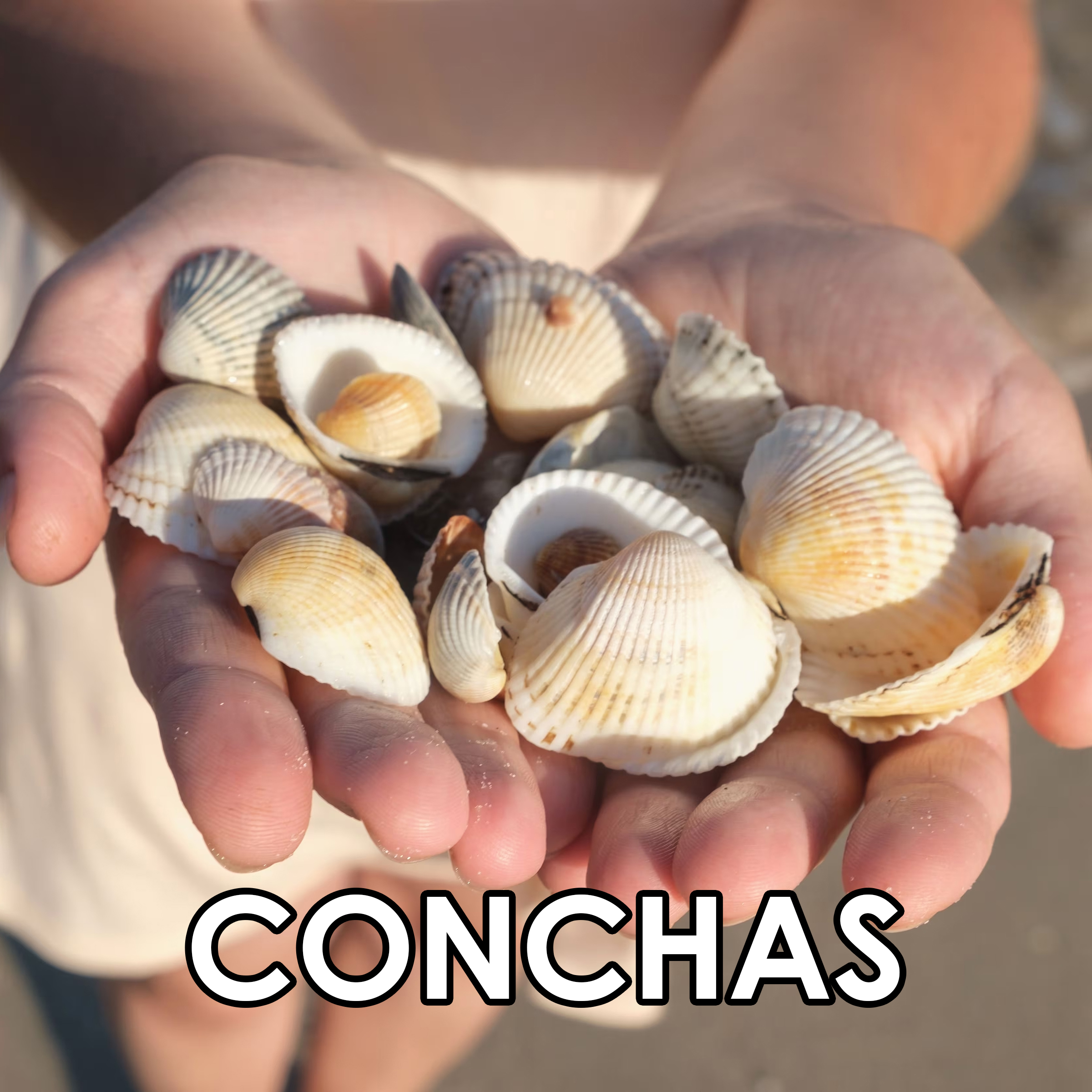 Imagen 6
