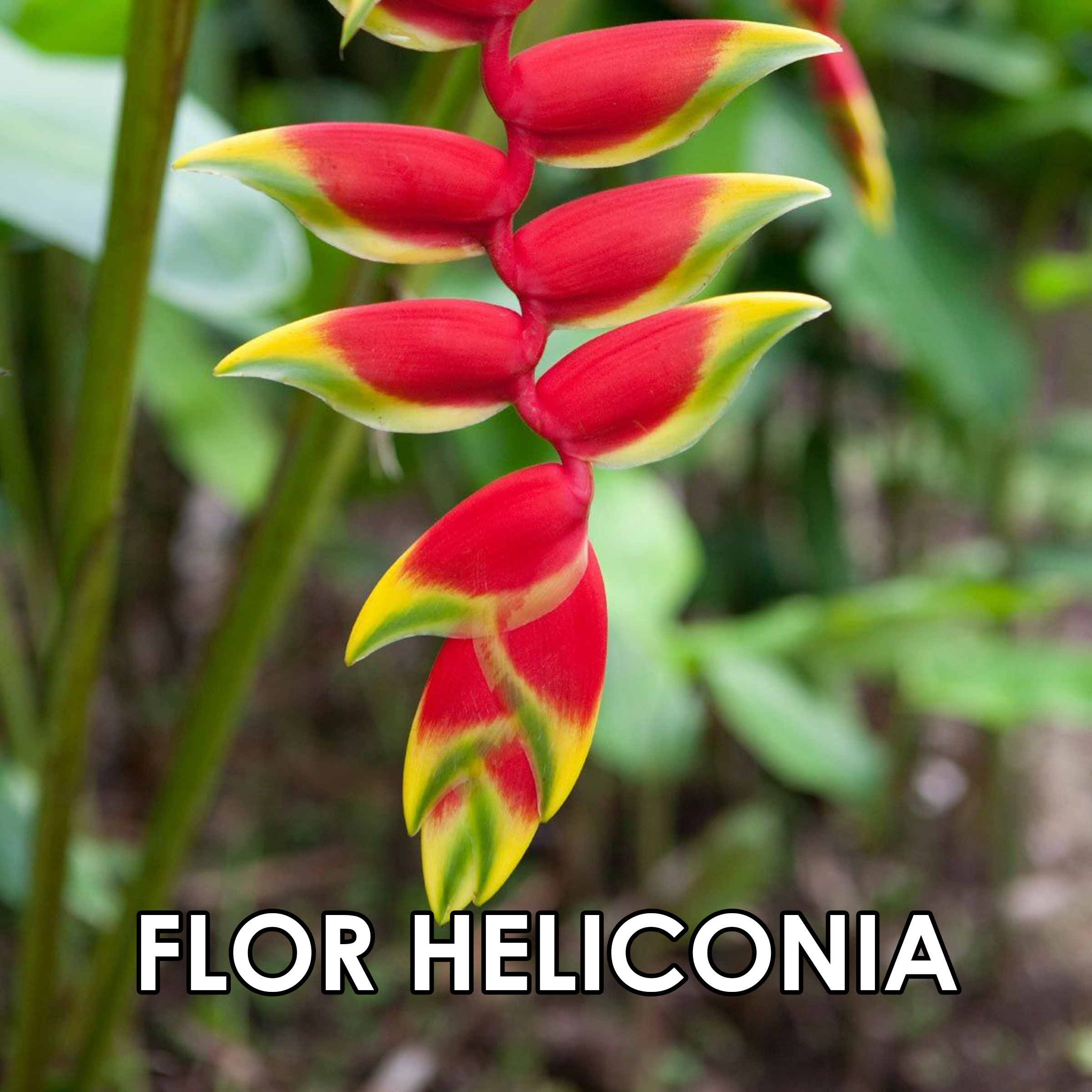 40 Flor heliconia