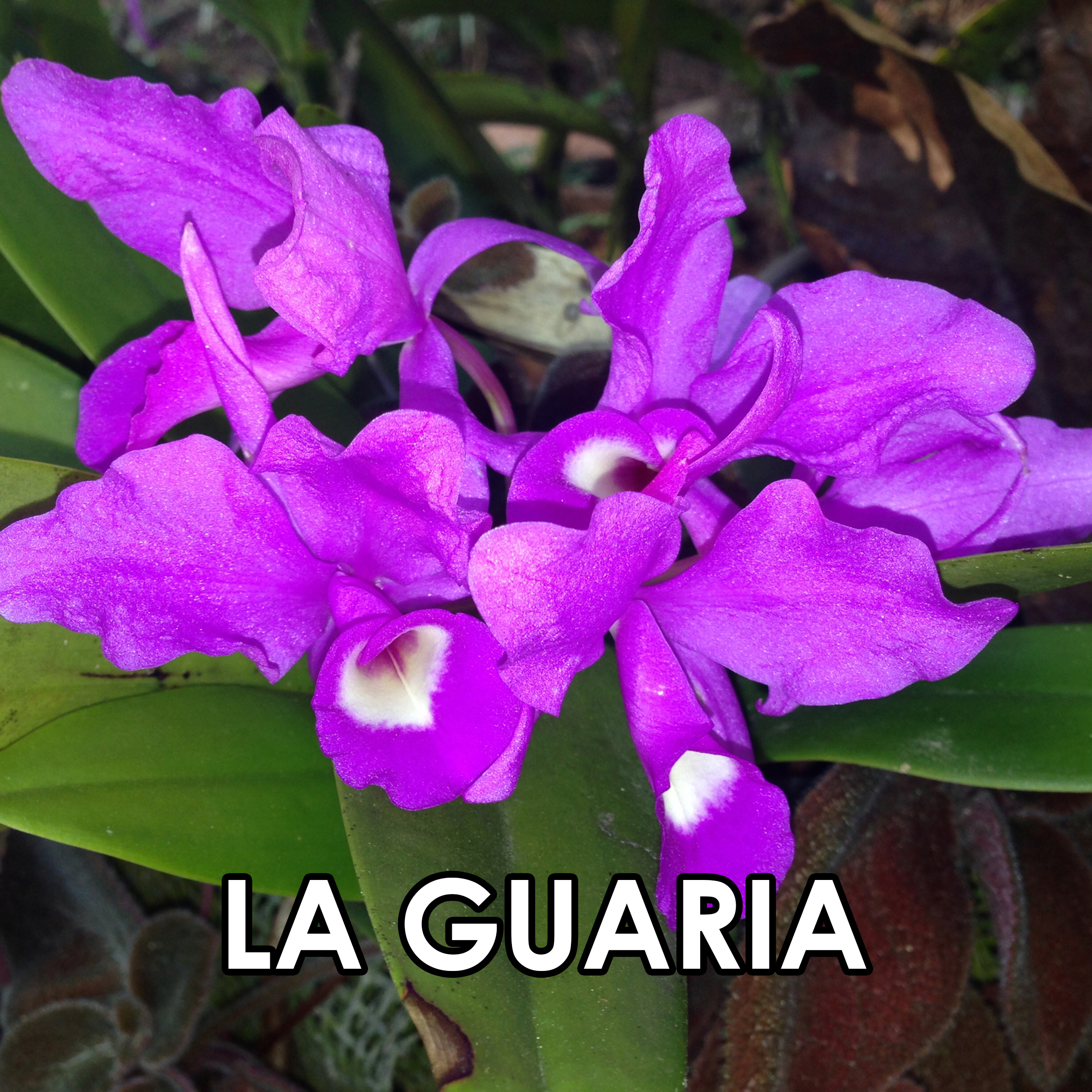 48 La guaria
