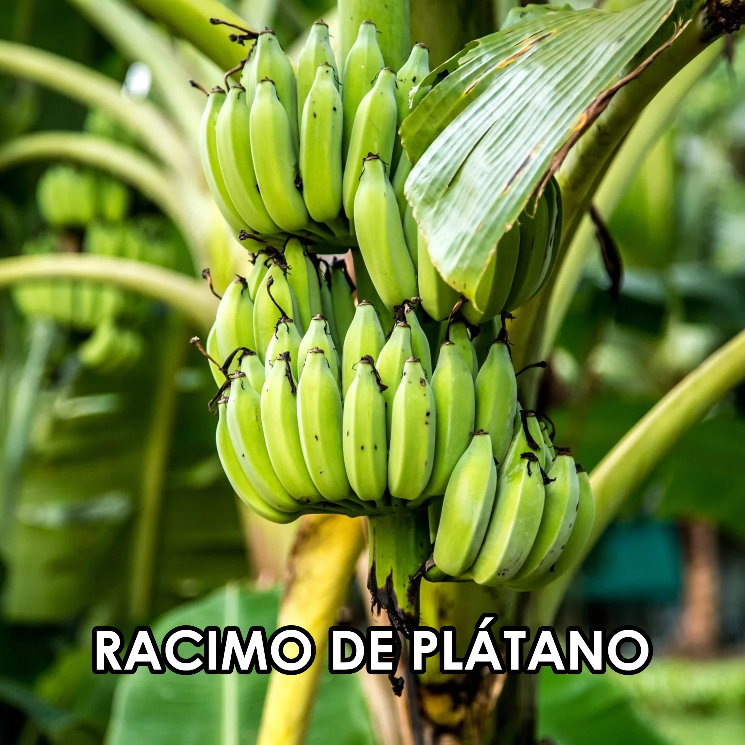 51 Racimo de pl  tano