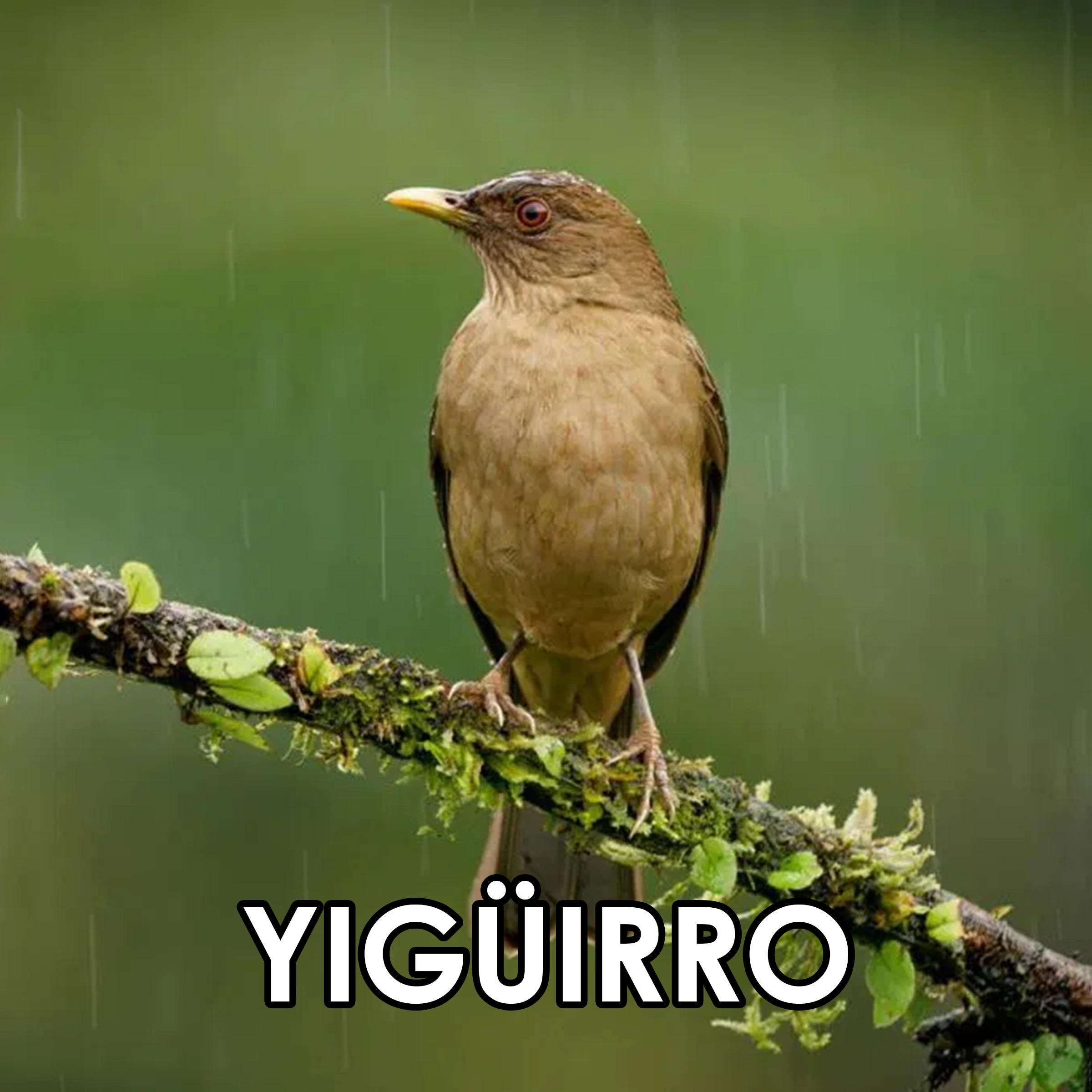 Imagen 52